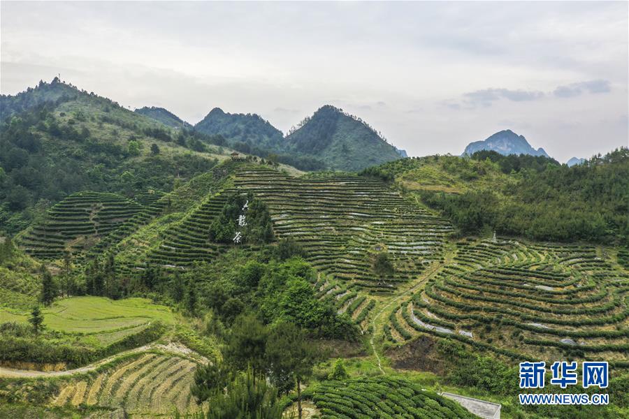 这是广西南丹县六龙茶产业示范区(4月29日摄,无人机照片).