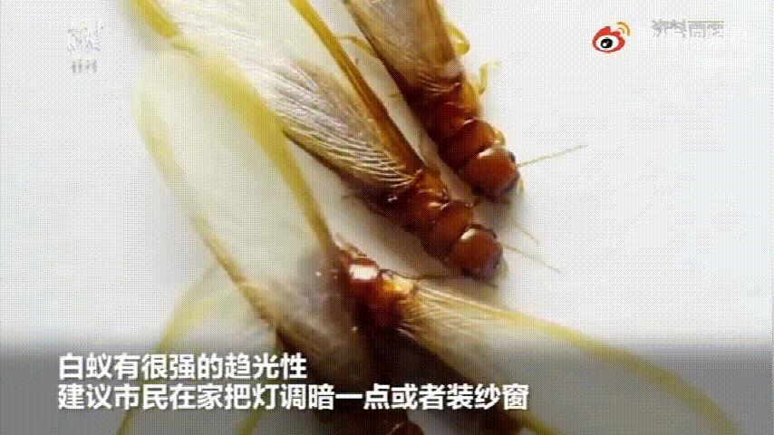 夏雨前疯狂入屋的飞蚁,翅膀一掉,就是"拆家"的白蚁!