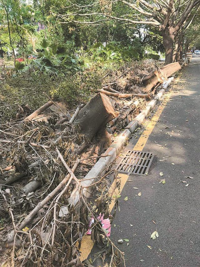 部分倒伏树木尚未扶植日渐枯萎 专家呼吁尽快抢救减少损失