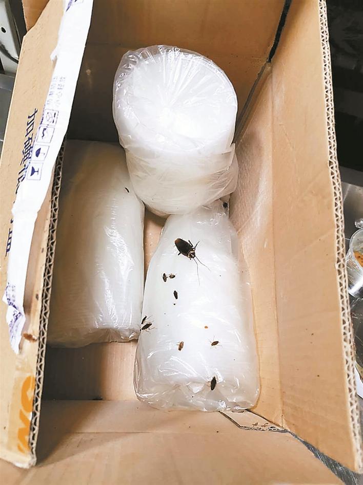 一个快递纸箱内夹带了上百只蟑螂 专家:及时清理要上心