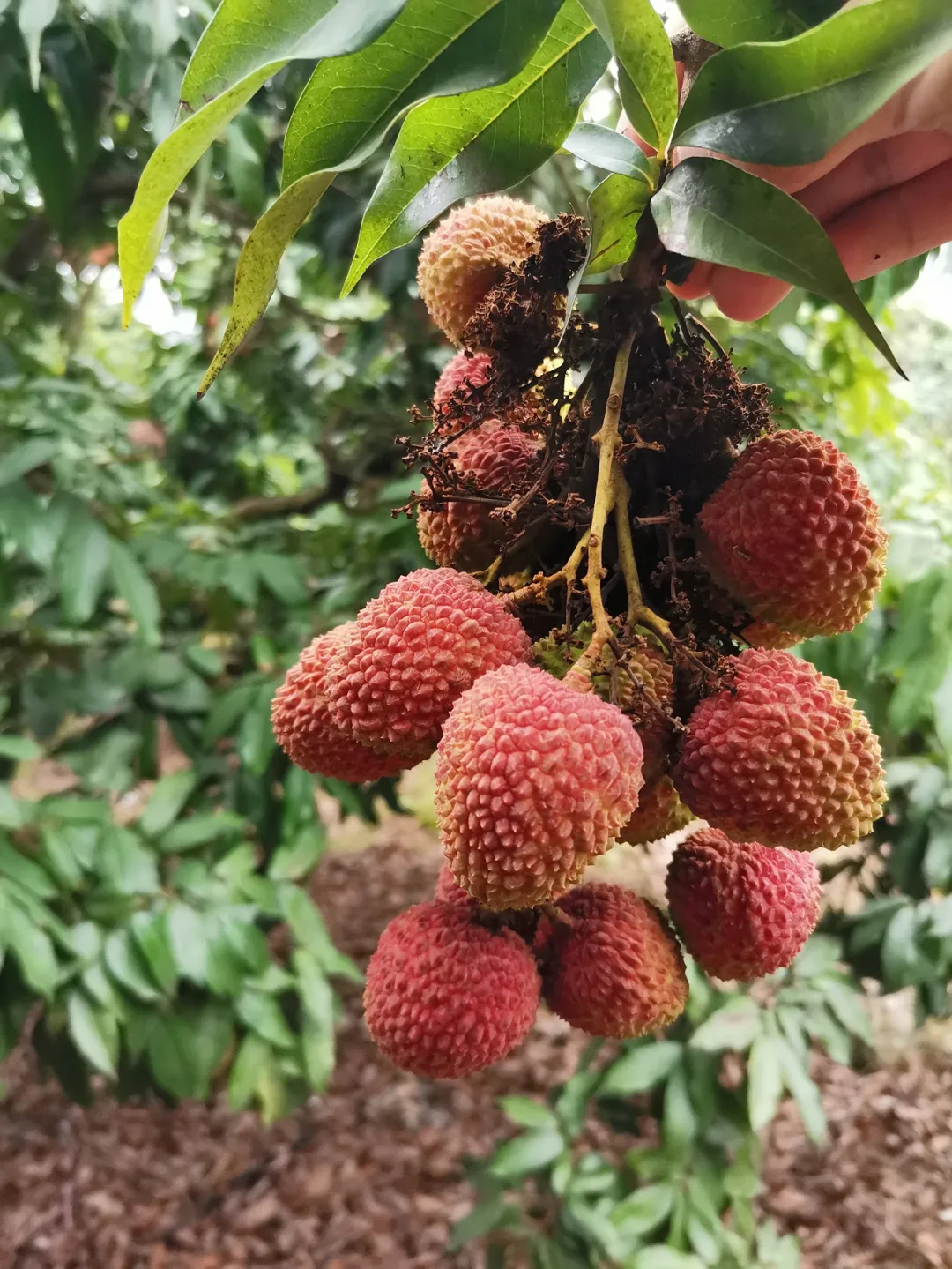 南山荔枝妃子笑上市,明起可入园采摘 ,价格公布!