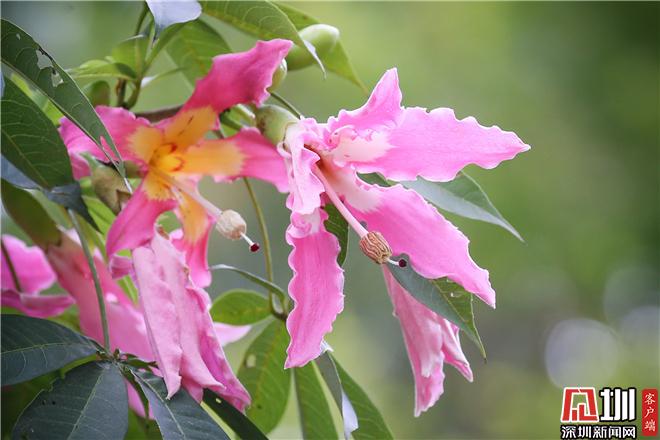 in视频|樱花木棉迎盛花期 搭乘地铁到山海盐田赏浪漫花海