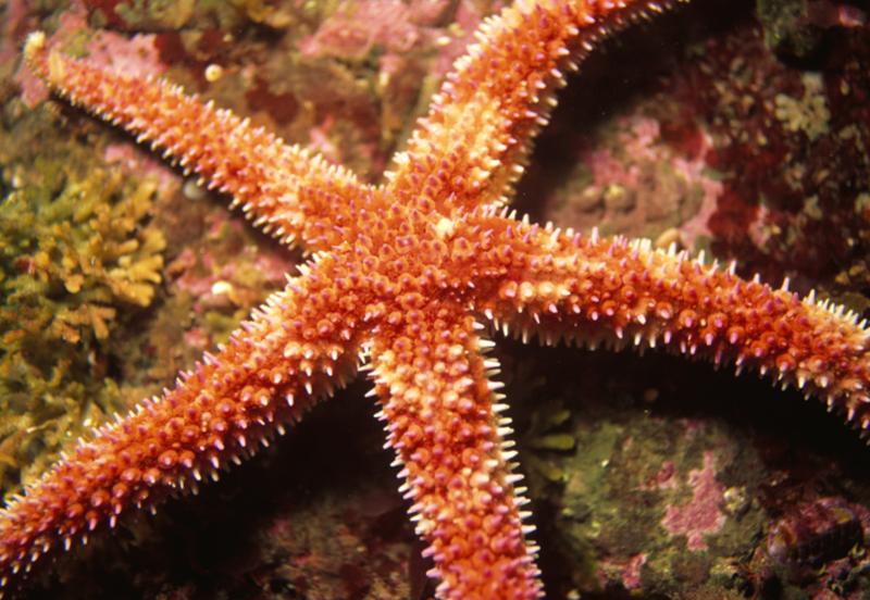 由于近海捕食海星卵及幼虫的鱼类数量锐减,为海星生物量的增长提供了