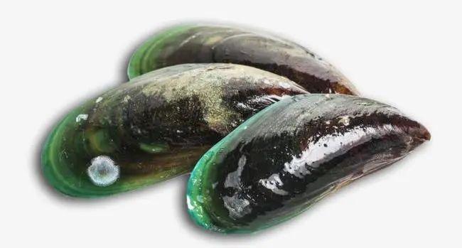 再往南一些,江浙沿海能见到的贻贝主要为厚壳贻贝,常说的淡菜指的就是