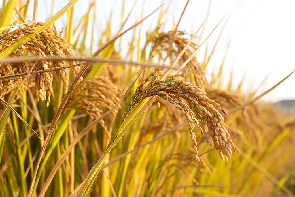 走过稻浪的背影;我还要告诉您,一辈子没有耕种过的母亲, 稻芒划过手掌