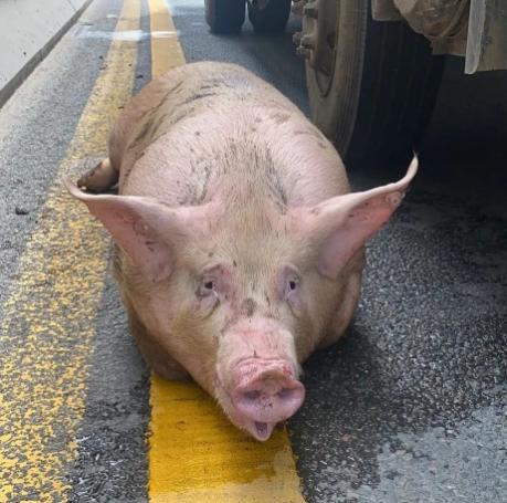330斤的活猪跳车,四人合力都抬不动!行车途中遇动物横穿咋办?