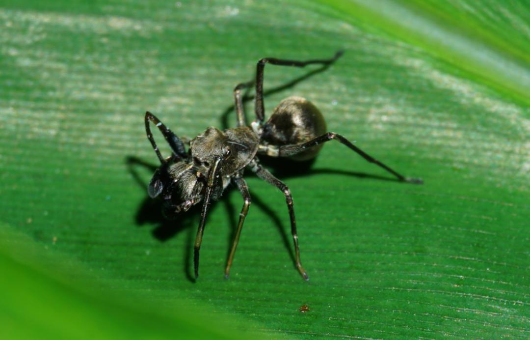 金龟微课回顾 | 原来"八脚怪"的世界如此有趣!