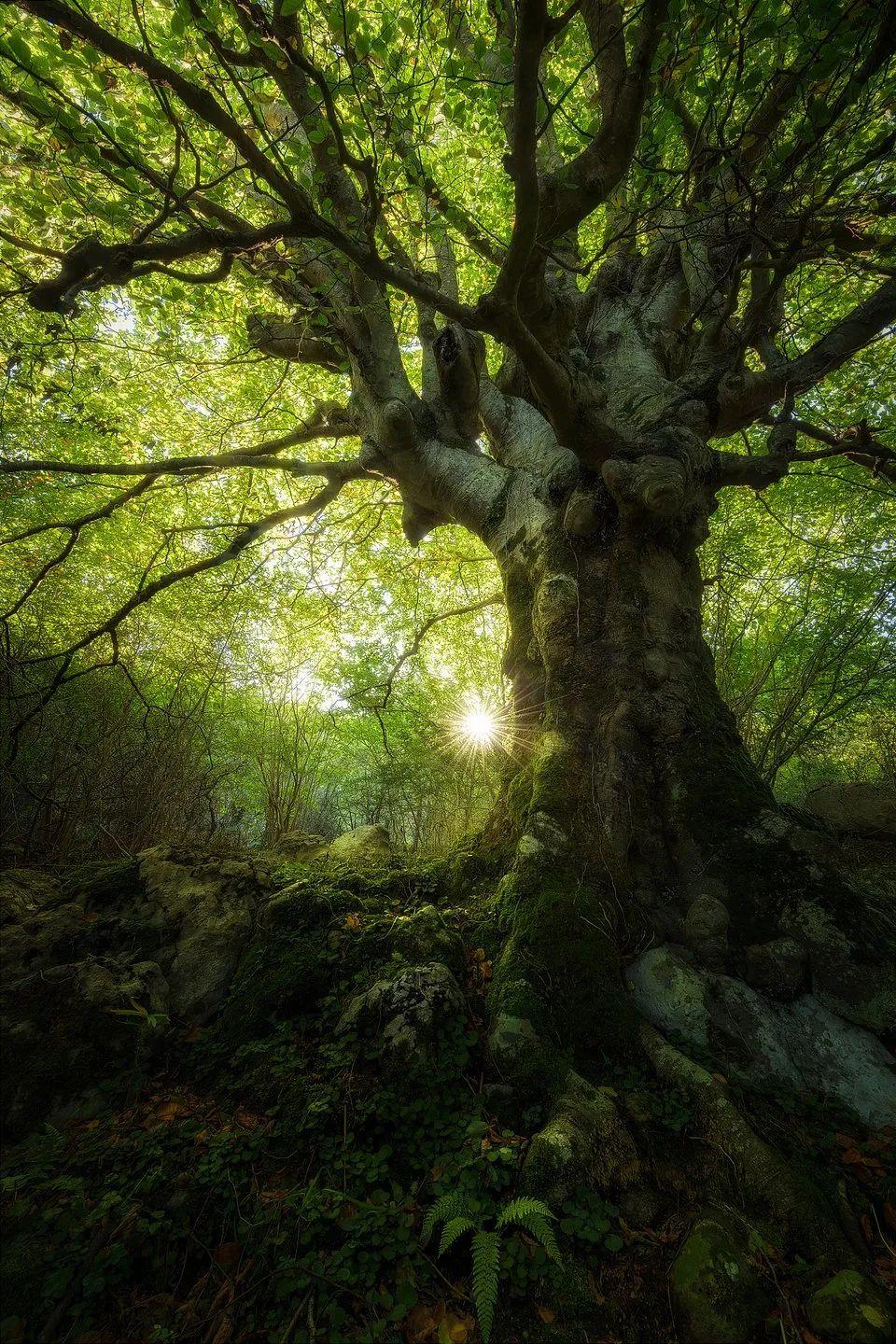 欣赏全世界最绿的50张照片绿色怎么这么好看