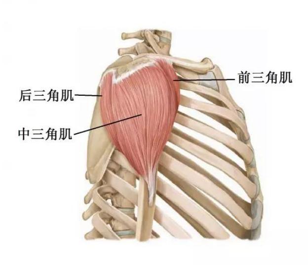 接种部位为上臂外侧三角肌.打哪里?打几针?