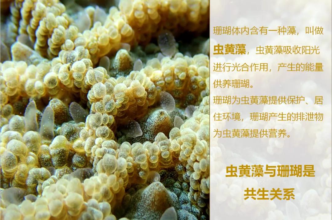 虫黄藻与珊瑚,小宇宙/摄从珊瑚的色彩,形状进行解读,感知不一样的