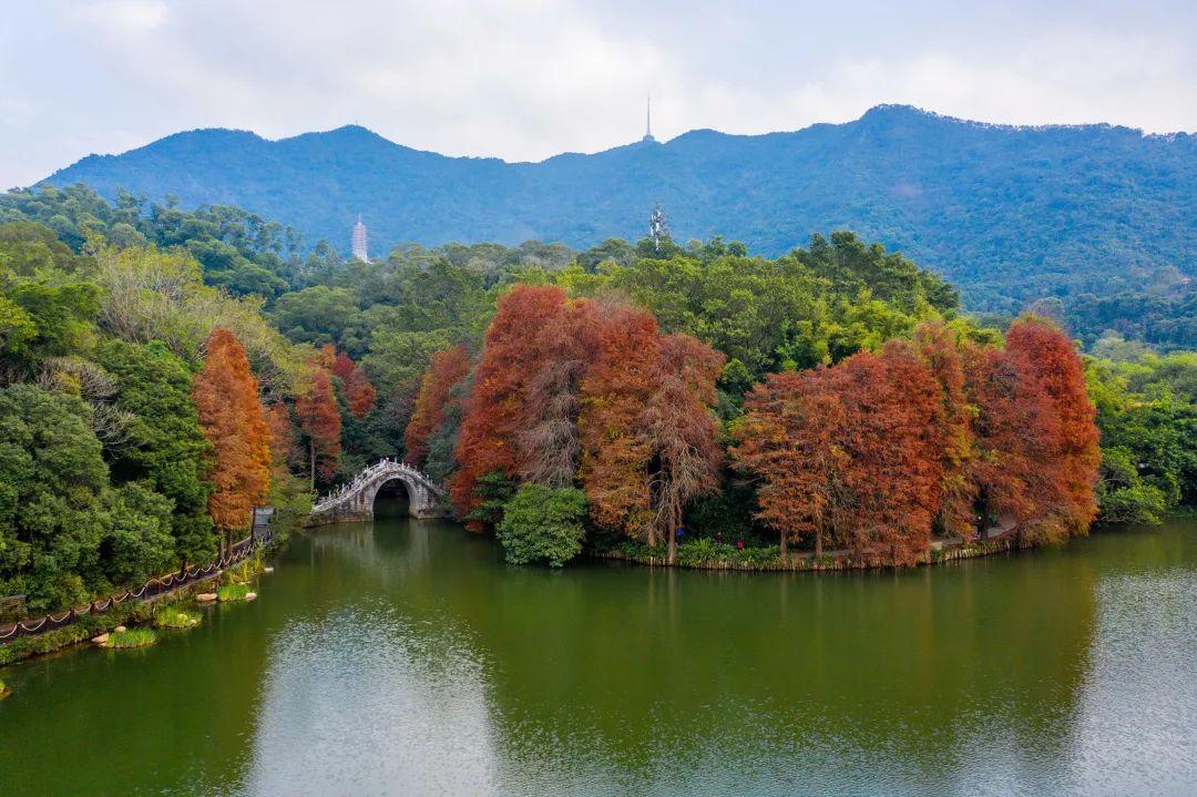 落羽杉红了,一起走进"童话世界"