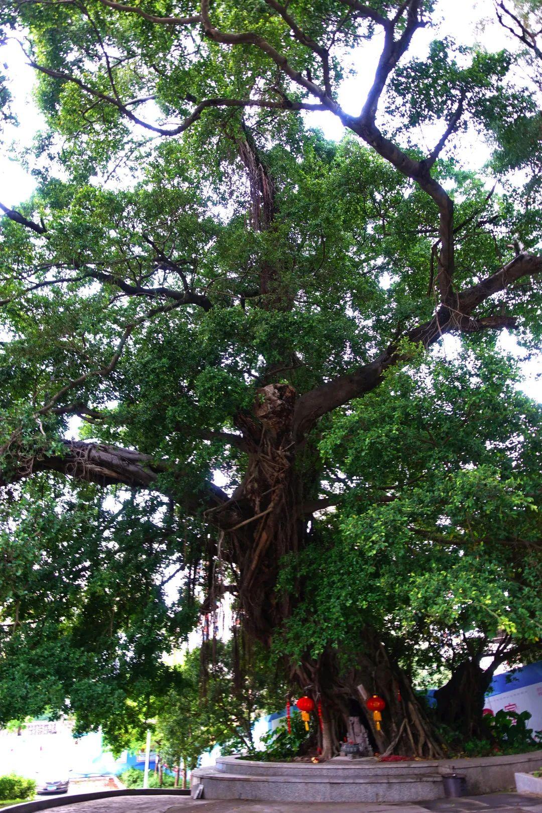 龙华这些树,很有故事